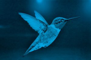 google colibri