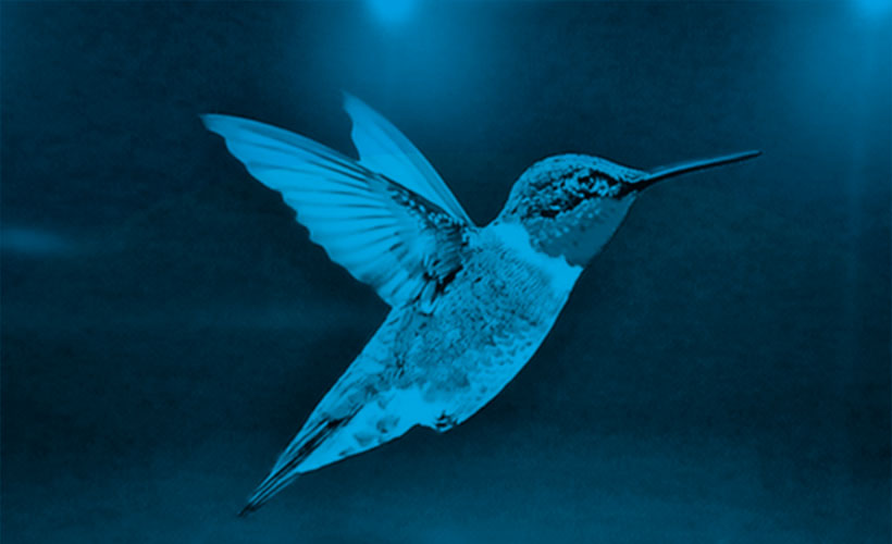 google colibri