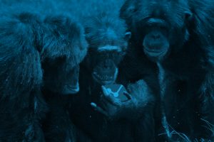 Agrupación de contenidos en Analytics