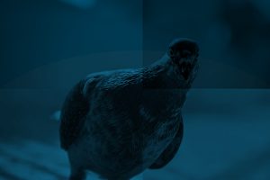 google pigeon